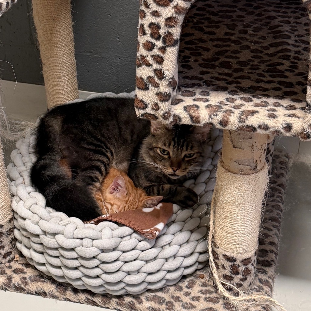 Dakota * Bonded with Atlas * Costa Mesa Location, photo 22