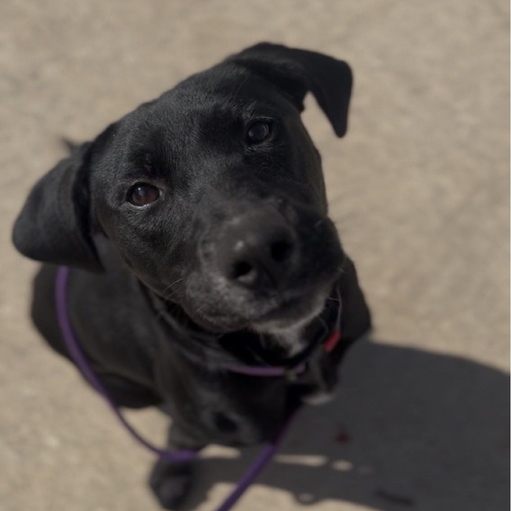 Stella