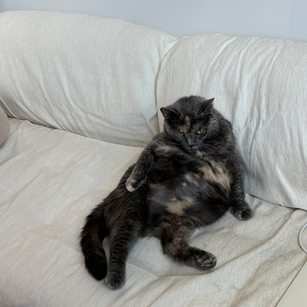 Dolly Purrton, photo 9