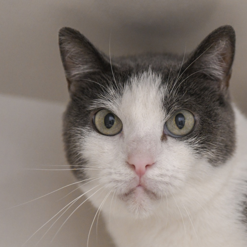 Reina - Domestic Shorthair