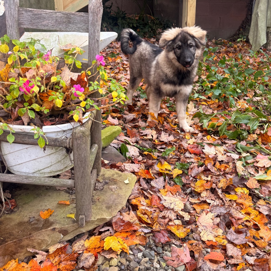 BRIGGS, photo 17