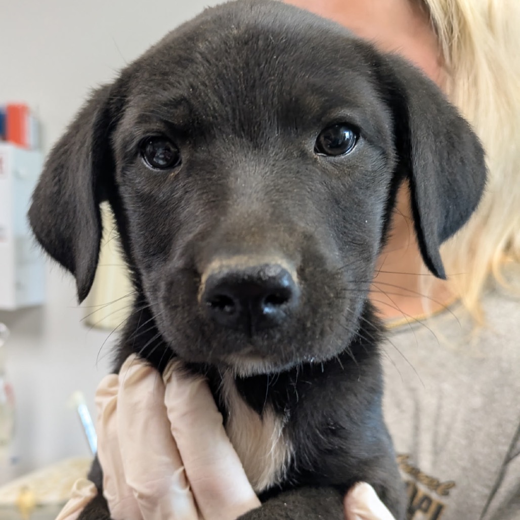 CLARINET - Schnauzer / Retriever, Labrador available for adoption