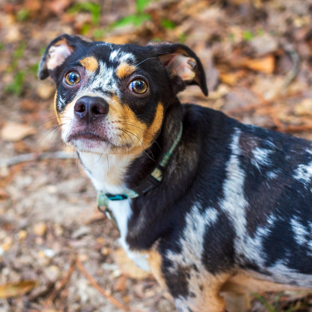 BRUNO - Chihuahua / Dachshund available for adoption