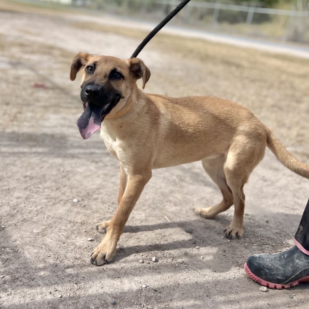 GEENA - Shepherd available for adoption