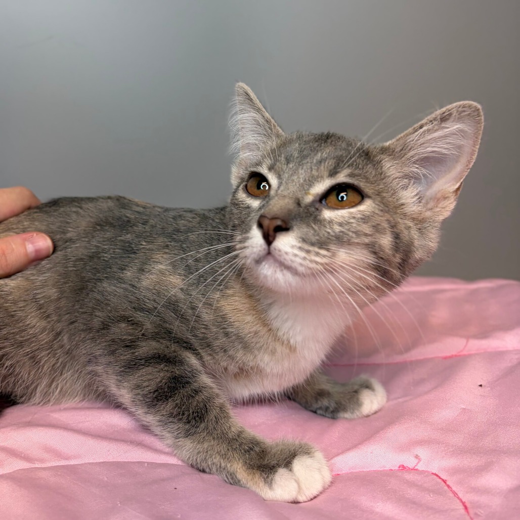 COVE - Domestic Shorthair available for adoption