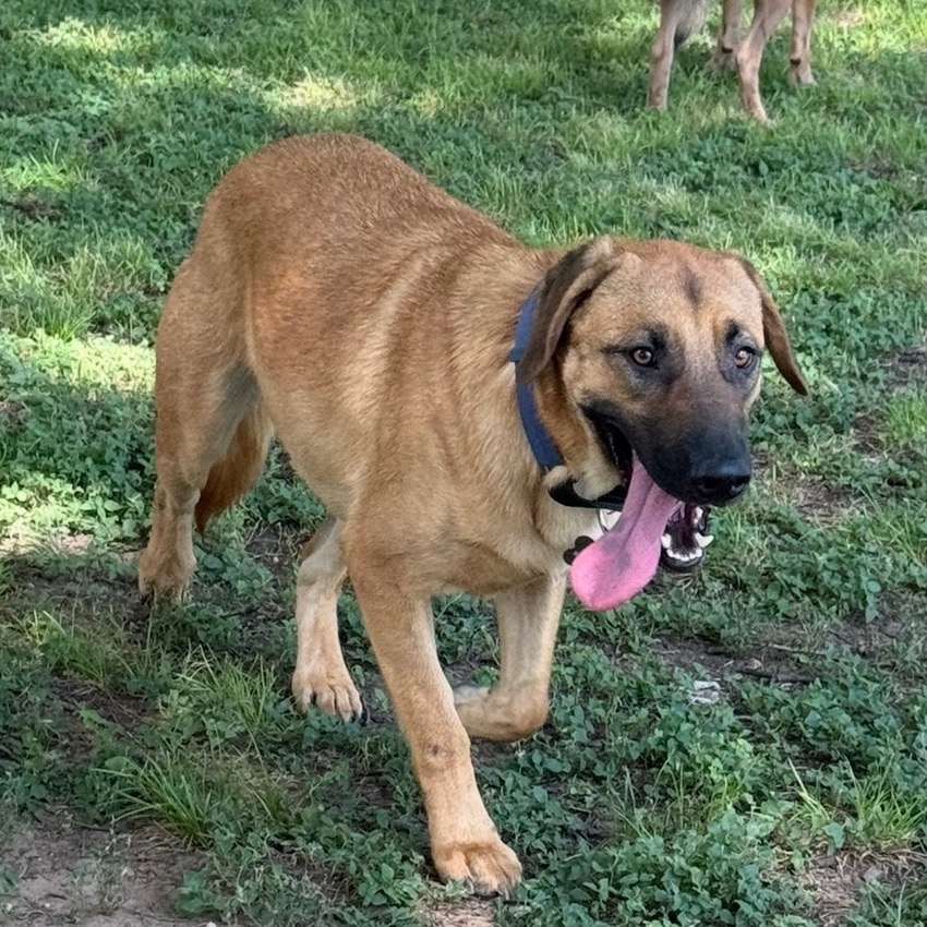 Photo of Cleo/Sammy