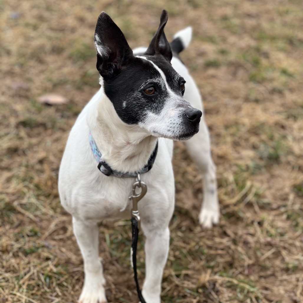 Tilly — thumbnail 4