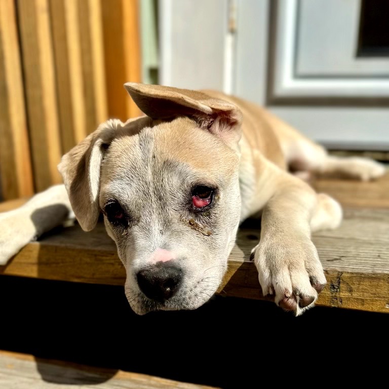 Charlie — thumbnail 2