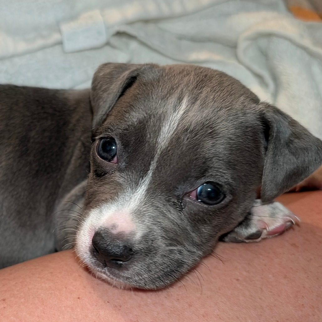 Cranberry — thumbnail 10