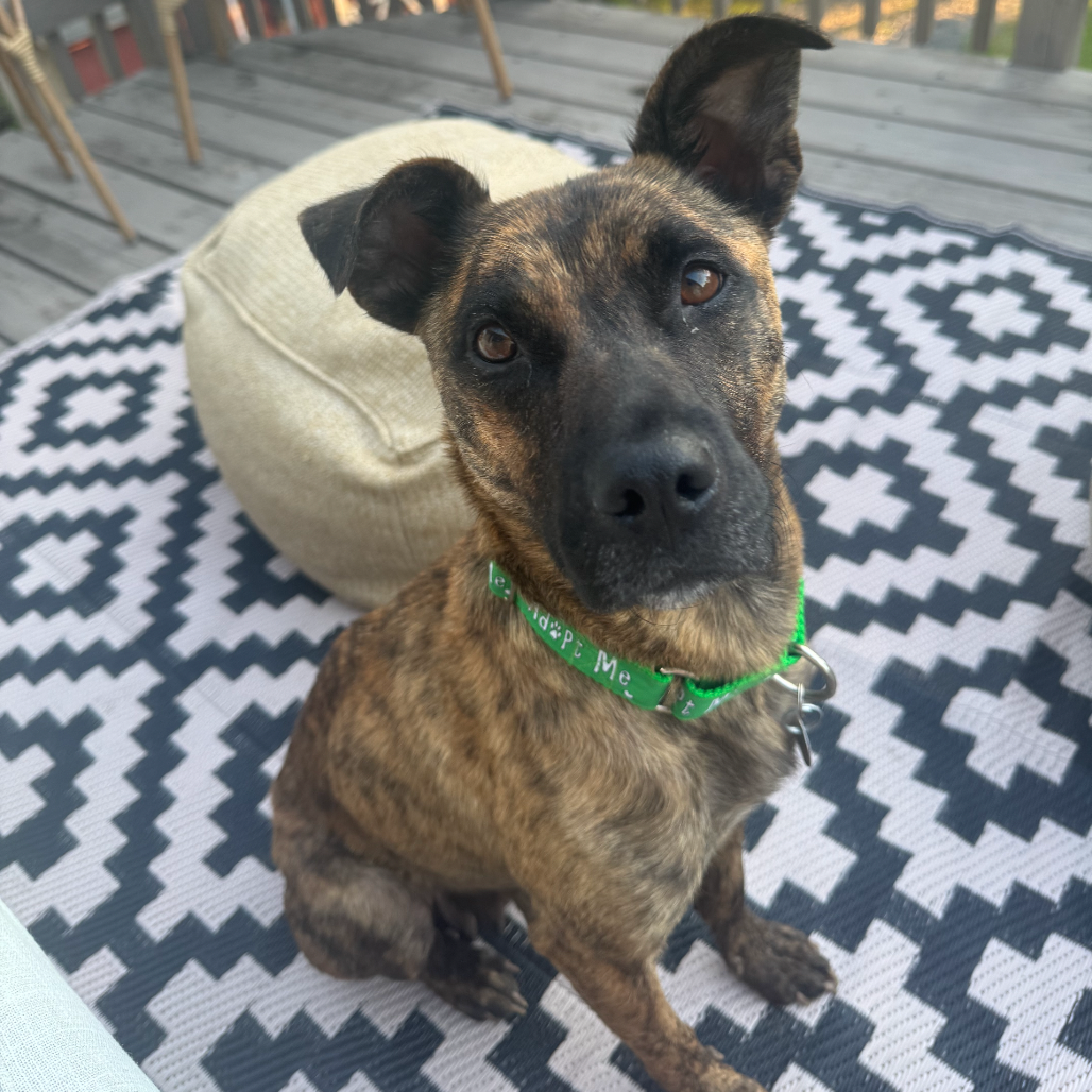 DELTA DAWN (IN FOSTER) - Terrier, American Pit Bull / Shepherd, German available for adoption
