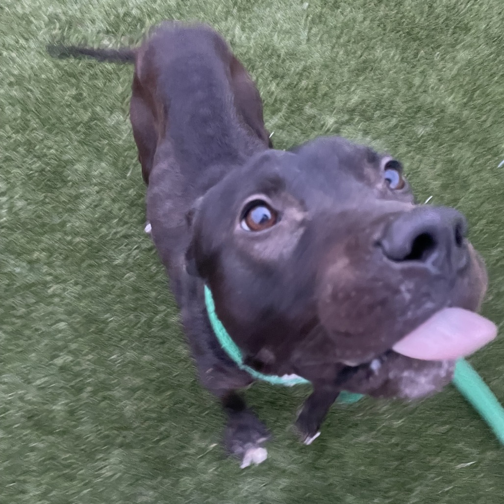 Godfrey — thumbnail 3