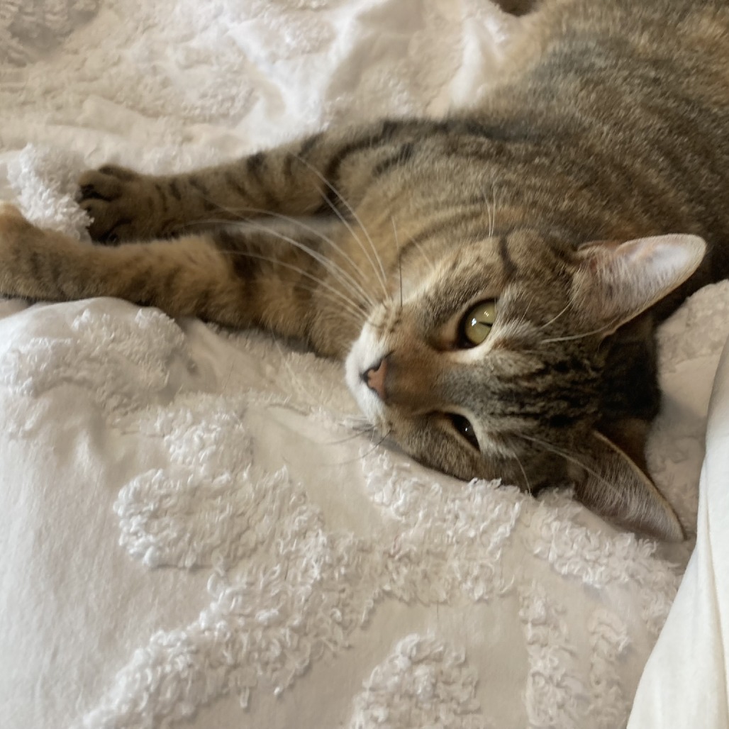 JULIA - Domestic Shorthair for adoption in Madison