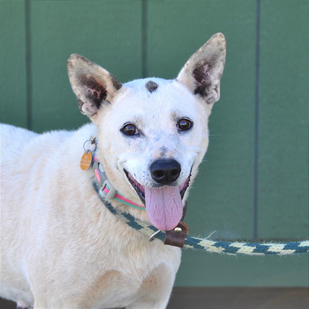 Dottie — thumbnail 3