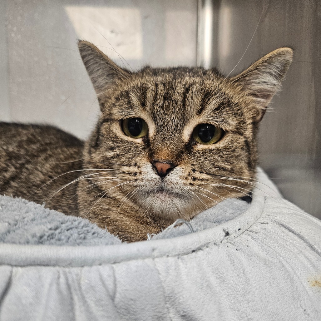 NIMUE - Domestic Shorthair available for adoption