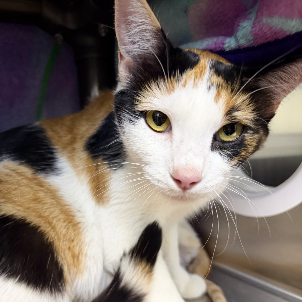 CALI - Domestic Shorthair available for adoption