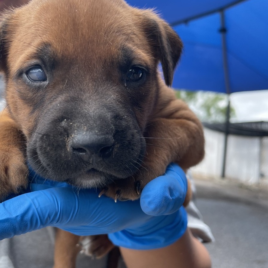 MANDY - Terrier, American Pit Bull / Mixed Breed (Large) available for adoption