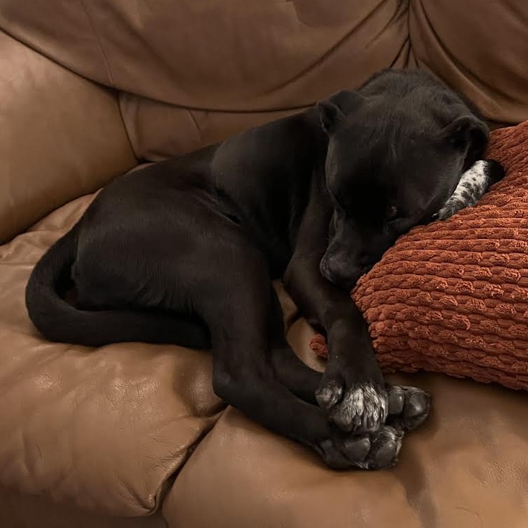 Zenith — thumbnail 4