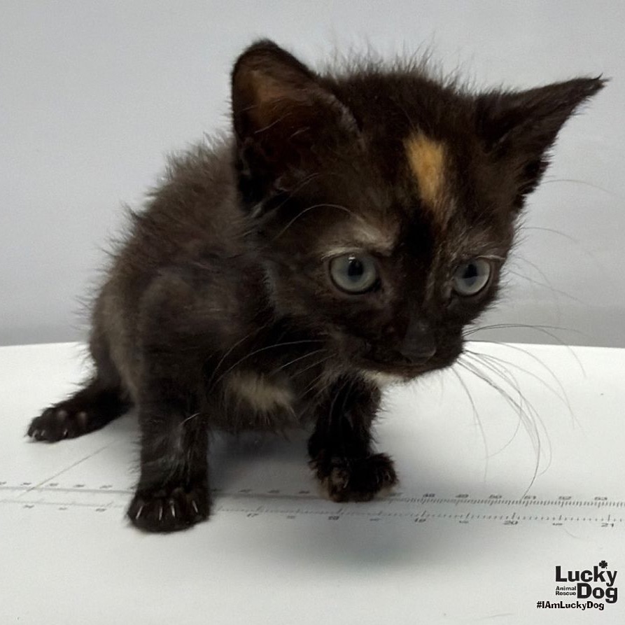 PUDDING - Domestic Shorthair available for adoption