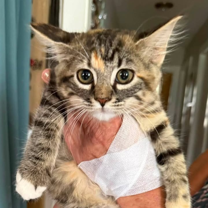 BIRDIE LOU - Domestic Shorthair available for adoption