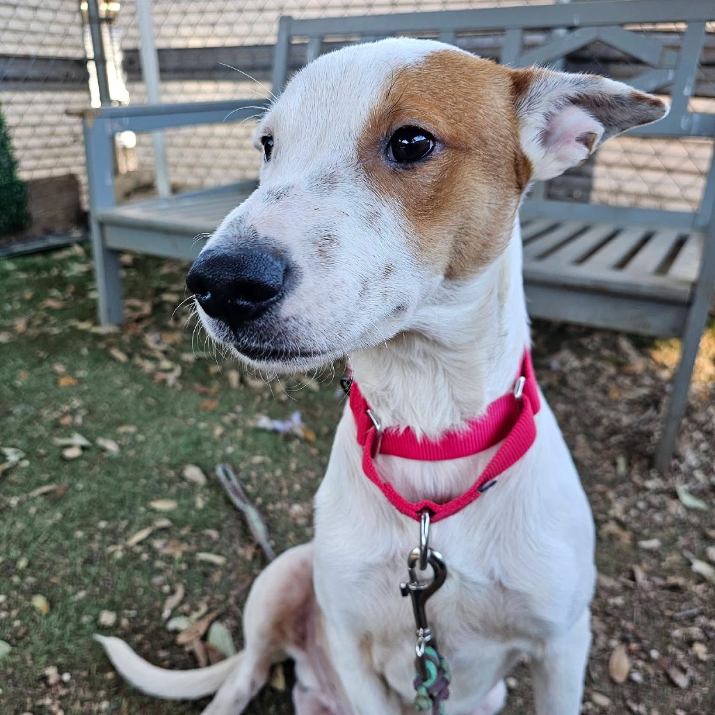 Applejack — thumbnail 7