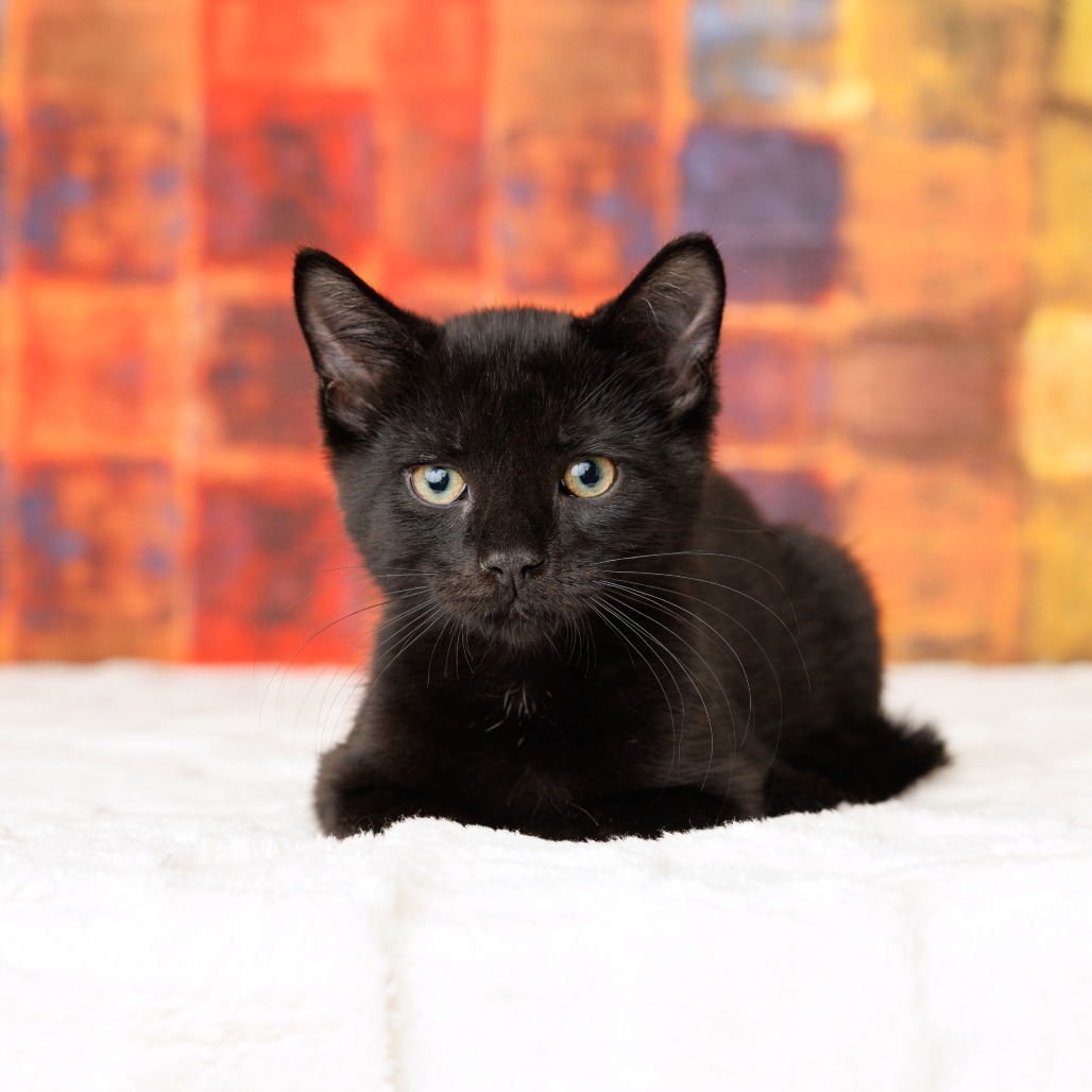 Susuwatari
