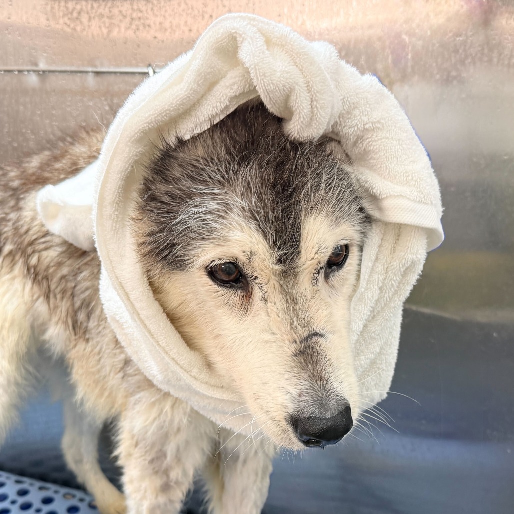 Rosita 13709 — thumbnail 4