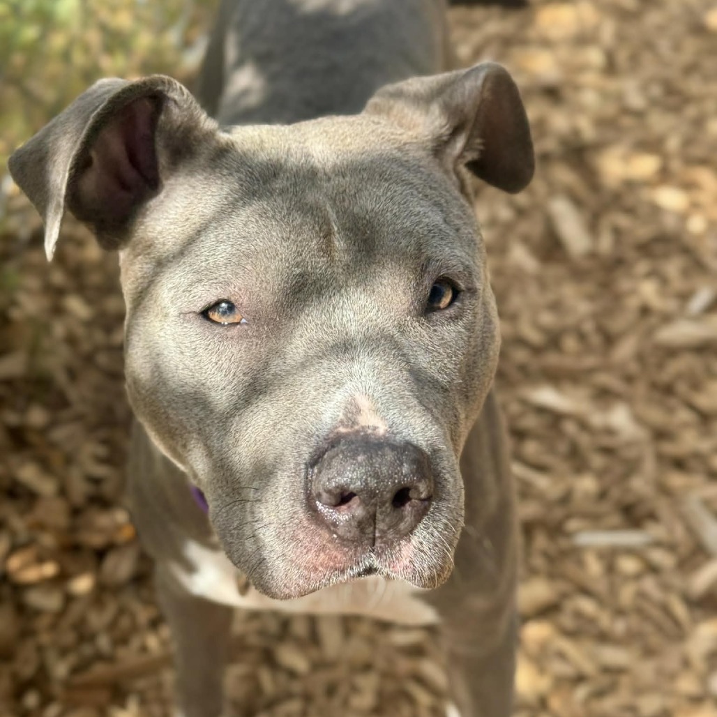 Pit Bull