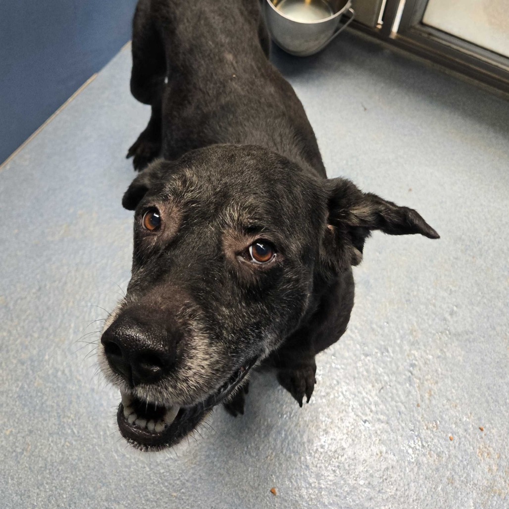 INDY - Retriever, Labrador / Mix available for adoption