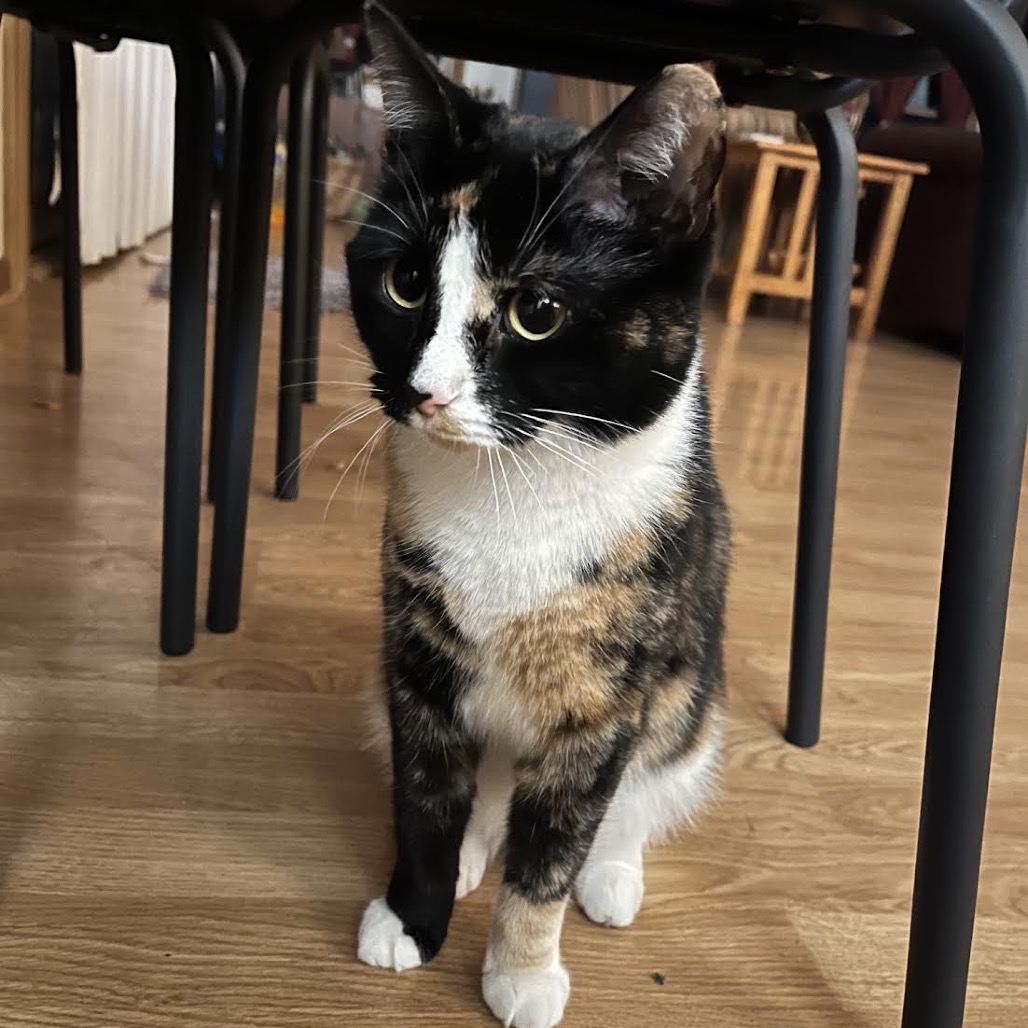 BEBE - Domestic Shorthair available for adoption