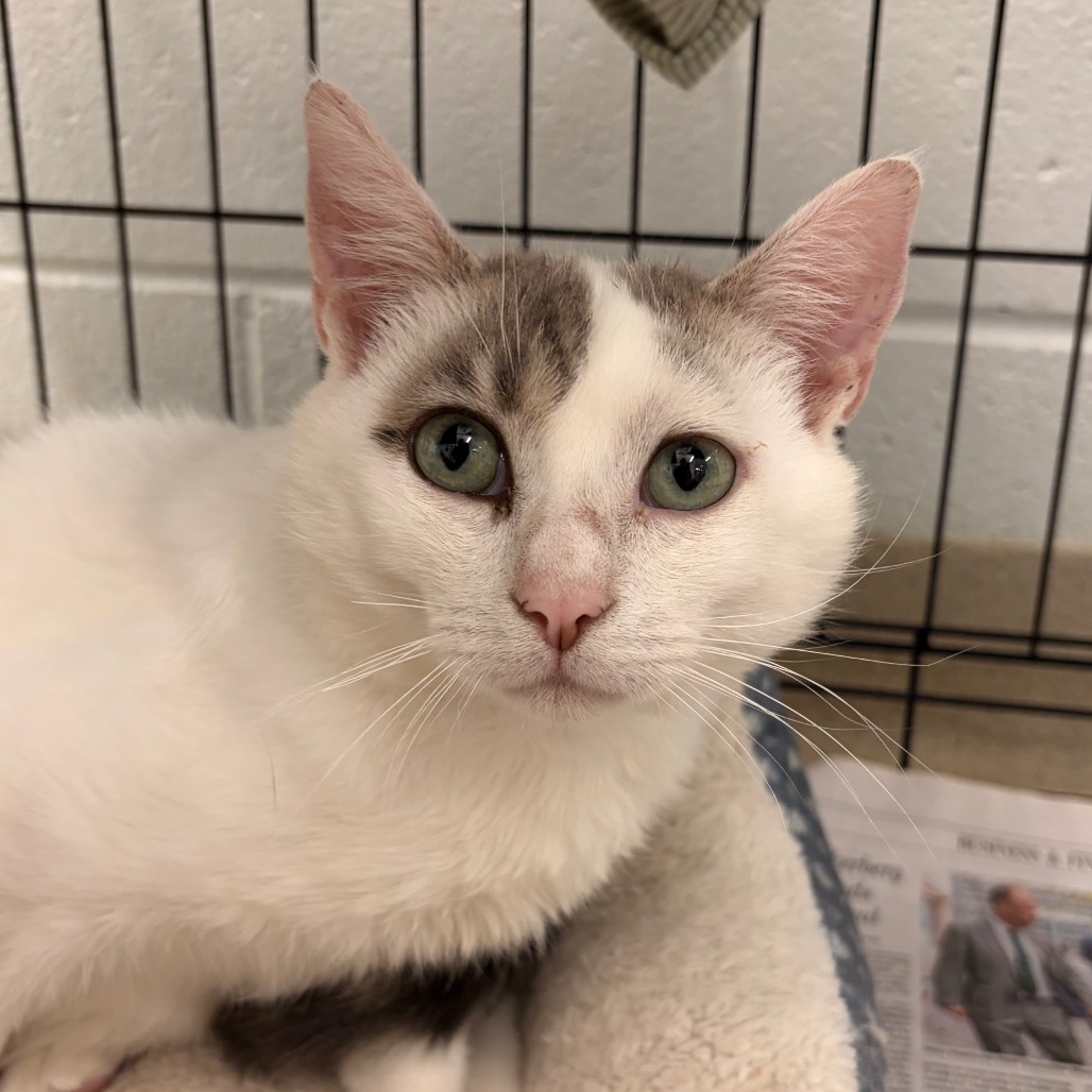 OPIE - Domestic Shorthair available for adoption