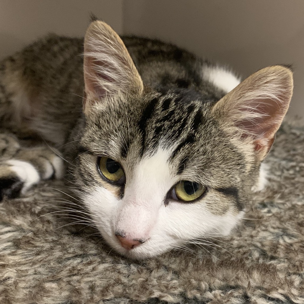 Lucille - Domestic Shorthair