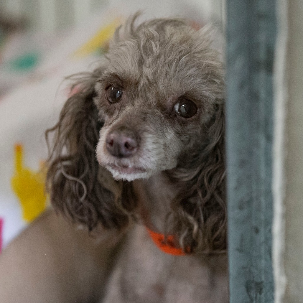 NICOLETTE (AG26-199) - Poodle / Toy available for adoption
