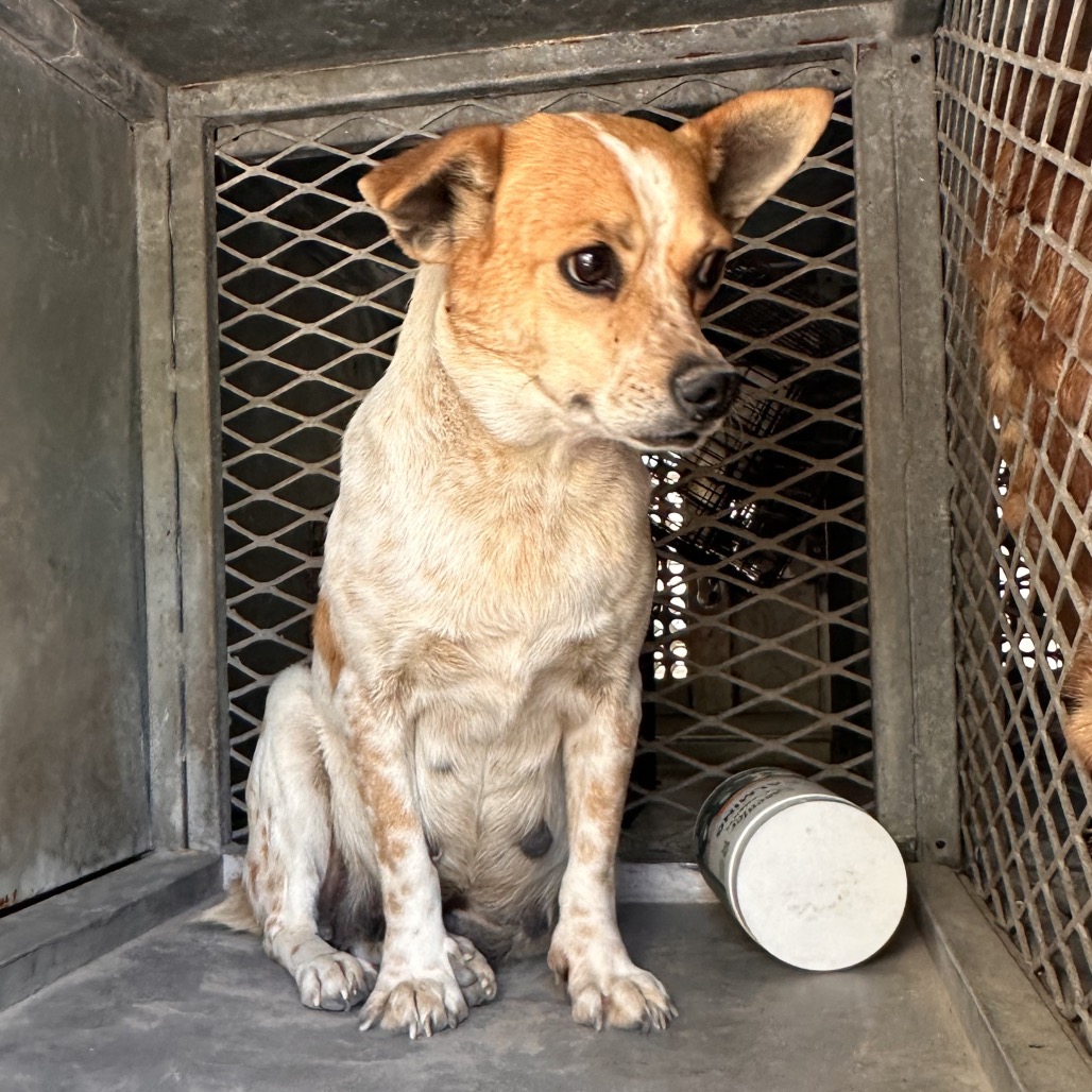 LORELAI - Cattle Dog, Australian (Red Heeler) / Mixed Breed (Small) available for adoption
