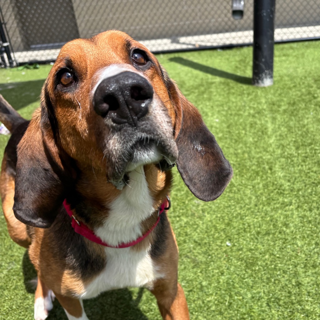 ABBOTT - Hound / Mixed Breed (Large) available for adoption