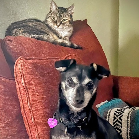 Animal namedHennessy