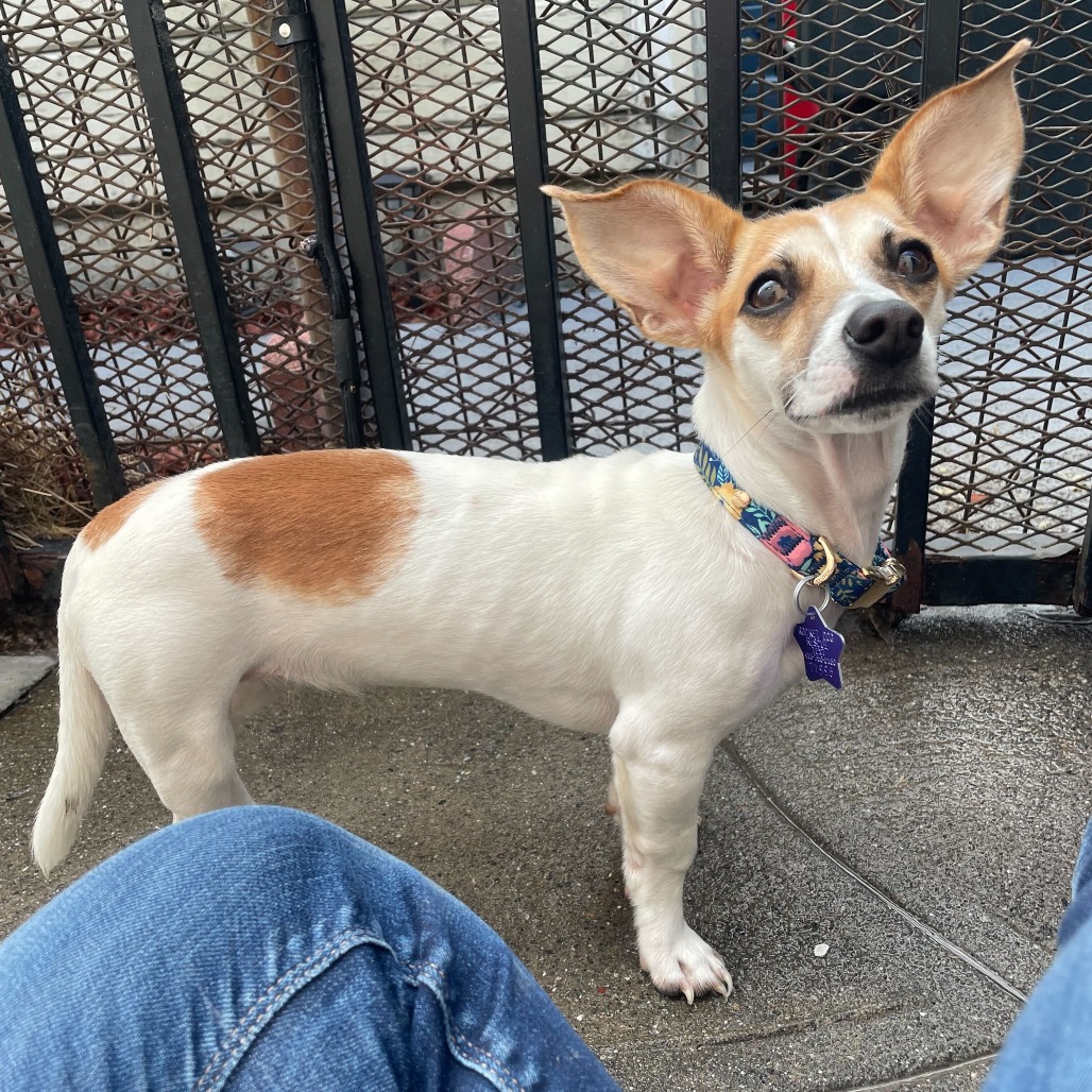 Petunia — thumbnail 2