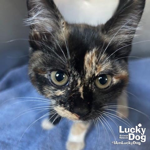 FRECKLES - Domestic Shorthair / Domestic Shorthair available for adoption
