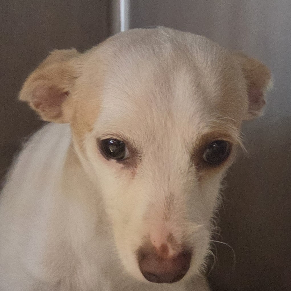 Mixed Breed