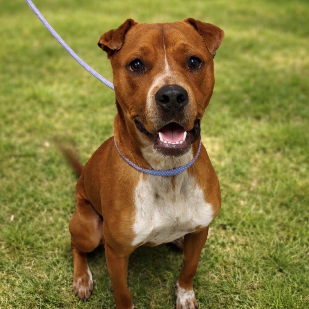 EDDIE - Boxer / Mixed Breed (Large) available for adoption