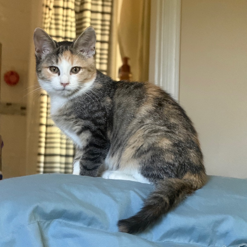 BROWNIE - Domestic Shorthair available for adoption