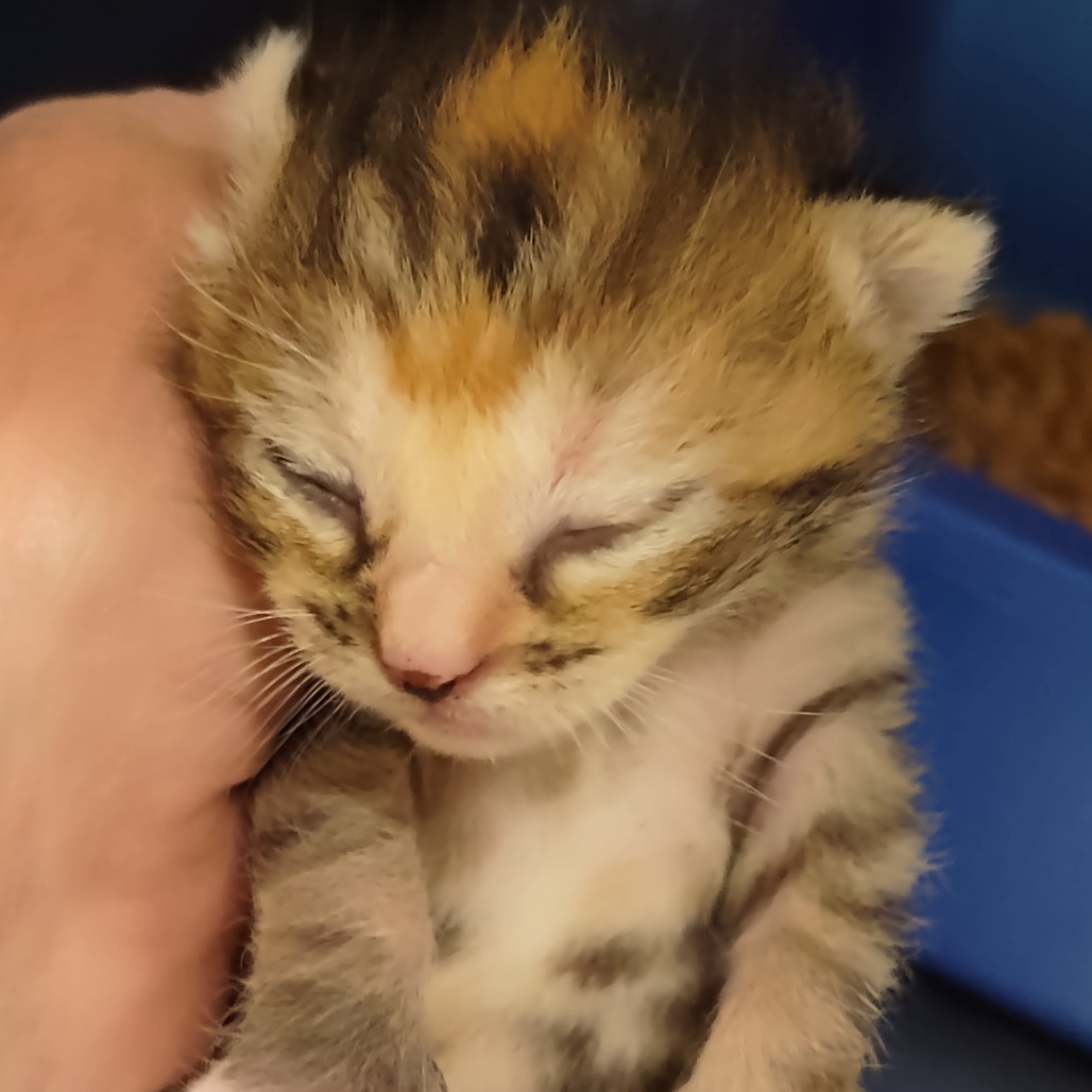 Clementine, photo 3
