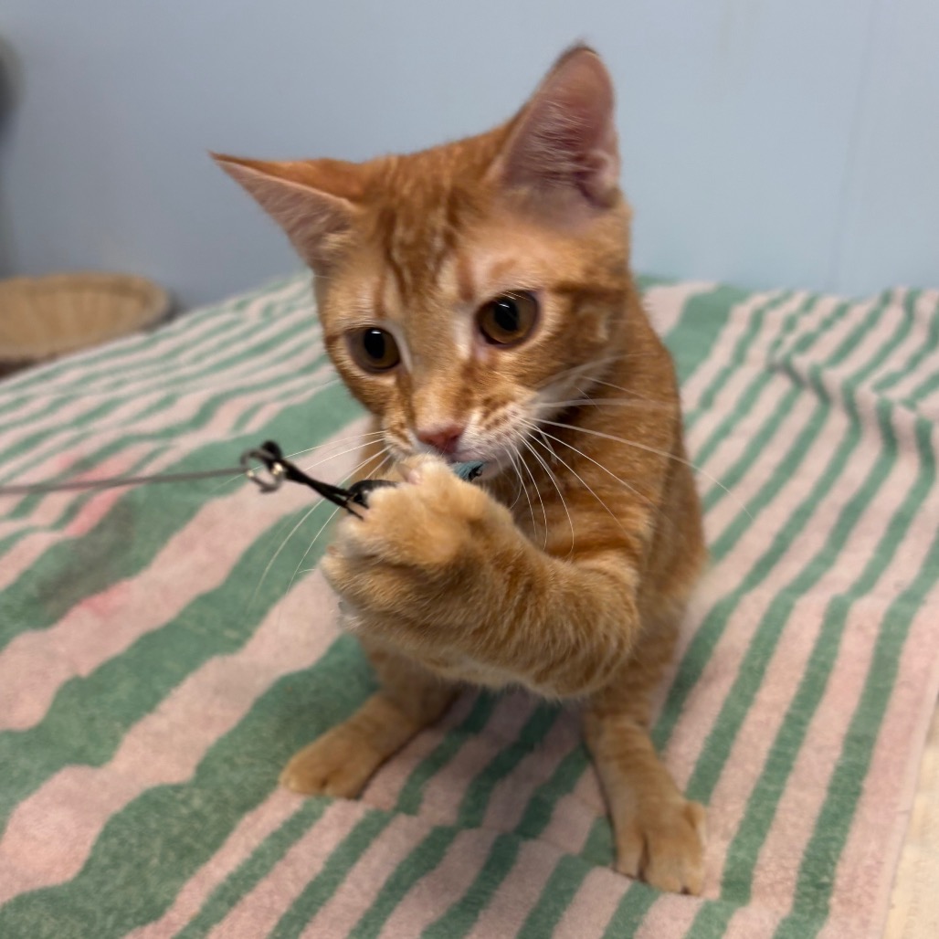 Photo of Apollo playing