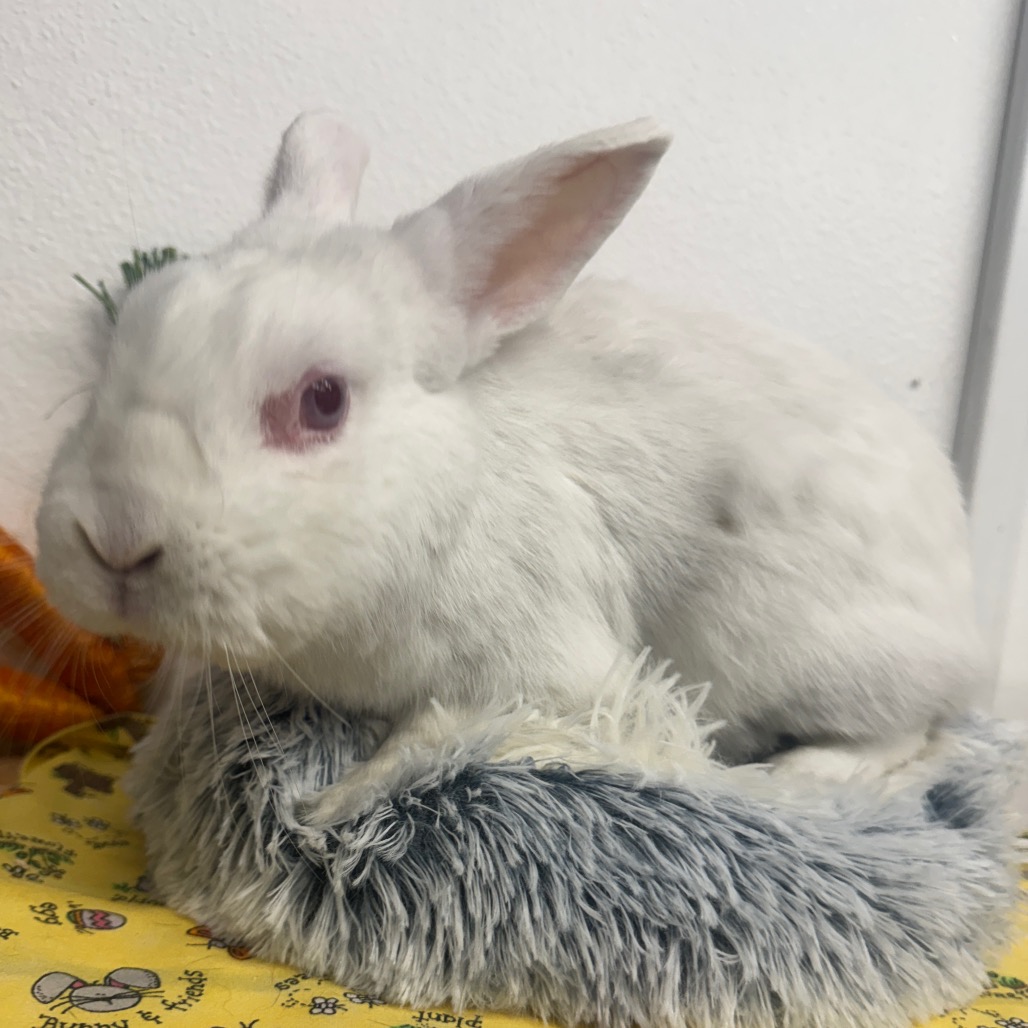 GHOST - American available for adoption