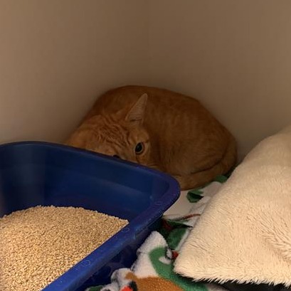 Starburst: Female 25 Domestic Shorthair