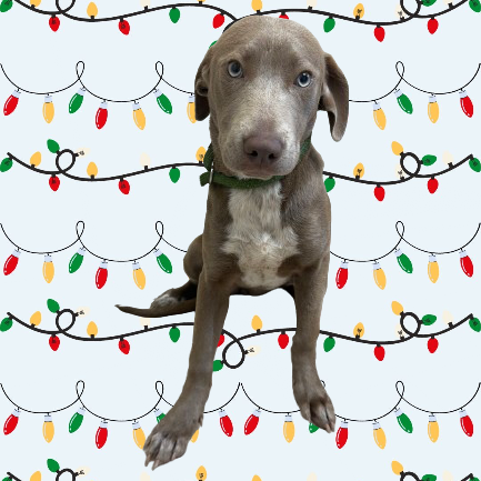 Tusc Stray 82953 2 3