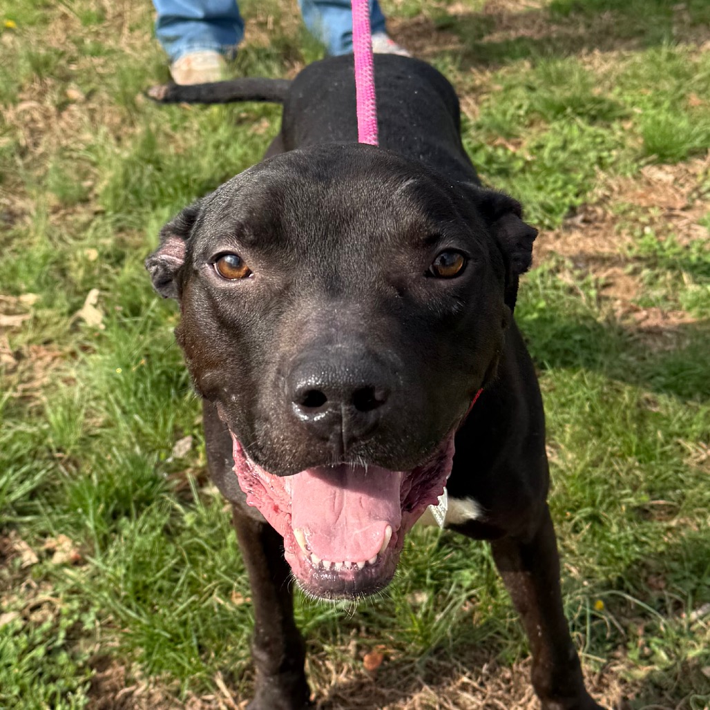 Pepper — thumbnail 10