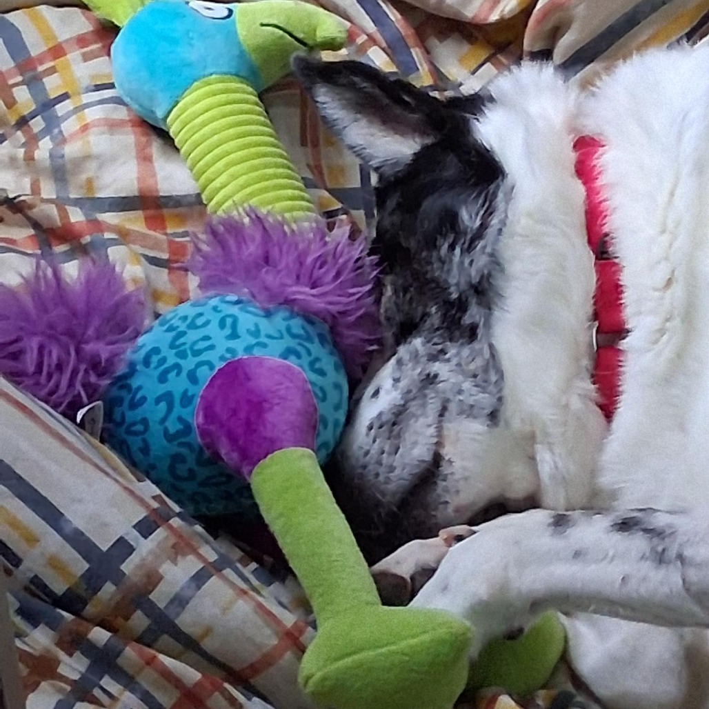 Photo of Speckles  6