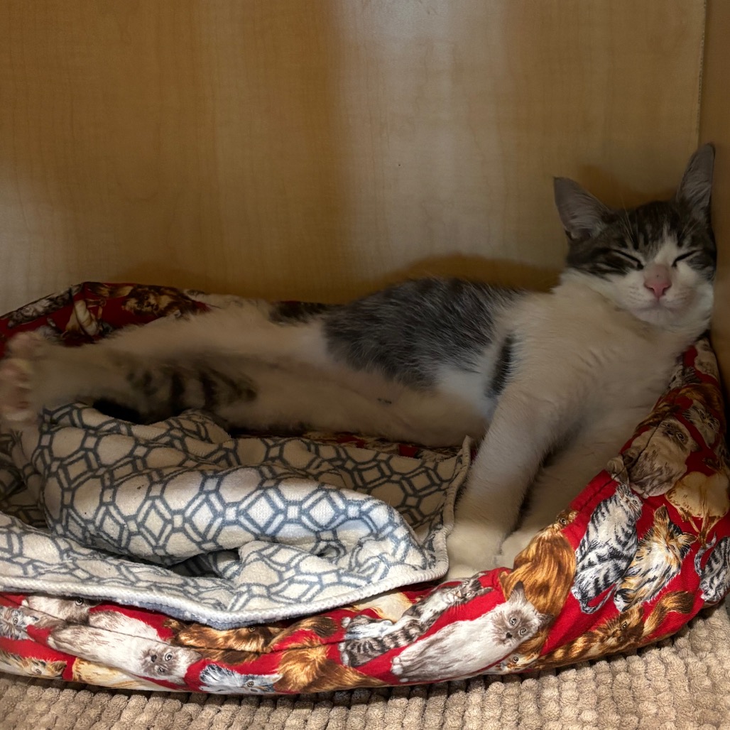 JASPER - Domestic Shorthair available for adoption