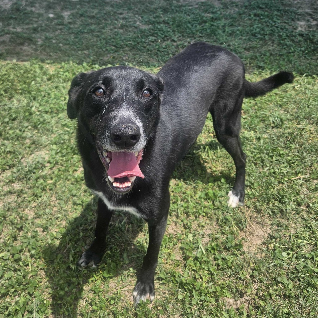 Matcha, available for adoption at PVAS