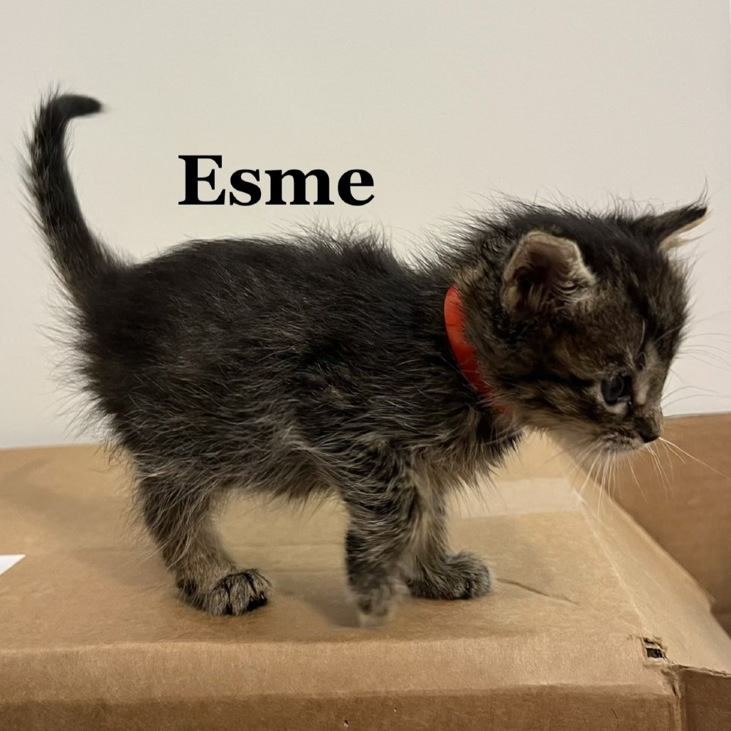 Esme C12415